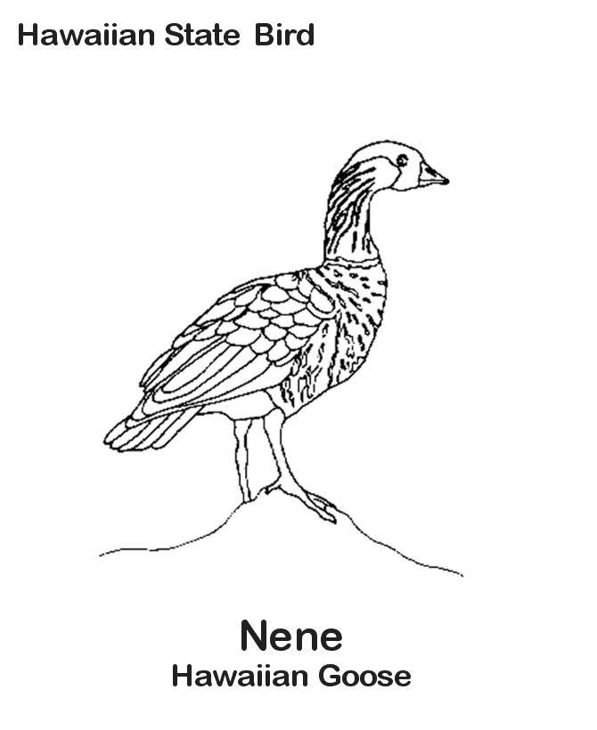  Hawaii State Bird Coloring Page