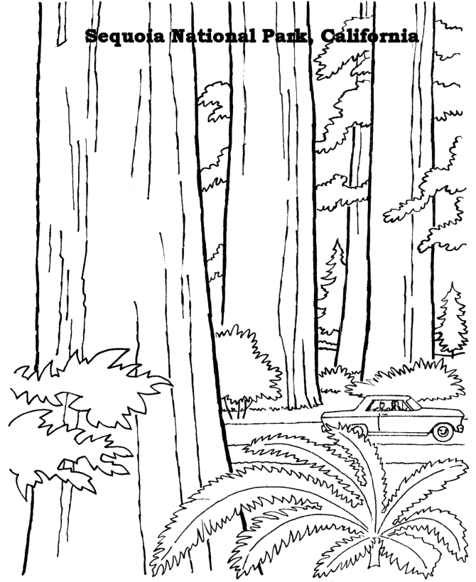  Sequoia National Park Coloring Page