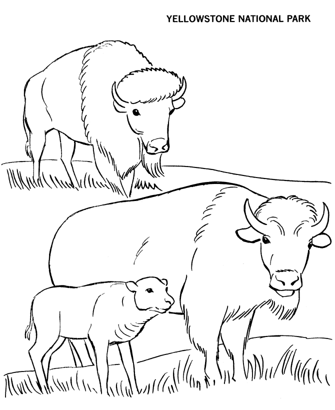 USA Printables Yellowstone National Park Coloring Page US National Parks