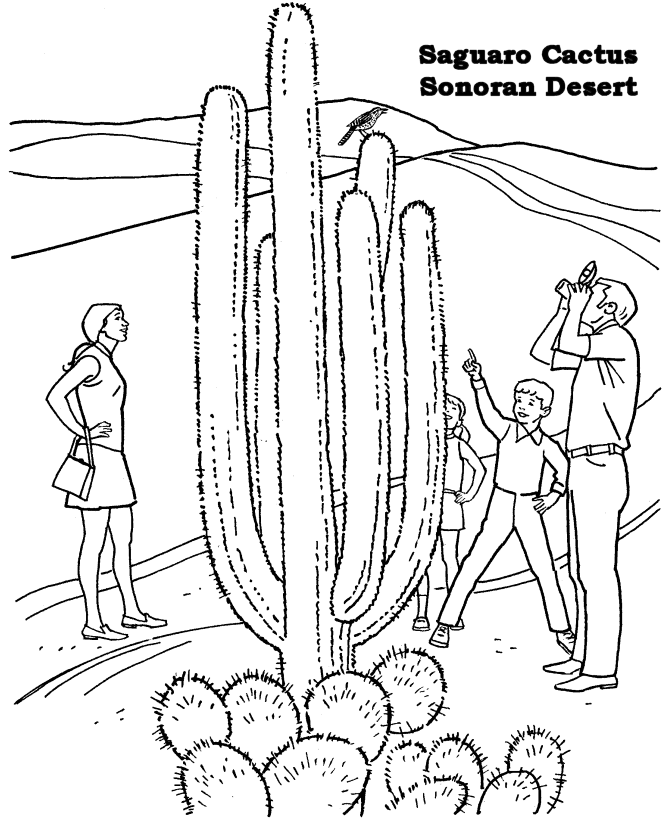  Sonoran Desert Coloring Page
