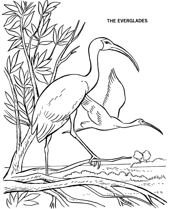  Everglades National Park Coloring Page